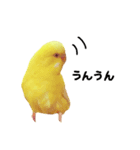 うちのインコさんと友だち（個別スタンプ：1）