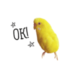 うちのインコさんと友だち（個別スタンプ：2）