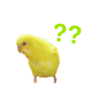 うちのインコさんと友だち（個別スタンプ：4）