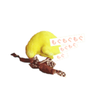 うちのインコさんと友だち（個別スタンプ：5）