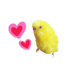 うちのインコさんと友だち（個別スタンプ：6）