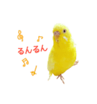 うちのインコさんと友だち（個別スタンプ：7）