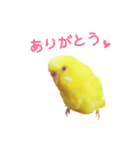 うちのインコさんと友だち（個別スタンプ：8）