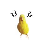 うちのインコさんと友だち（個別スタンプ：10）