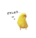 うちのインコさんと友だち（個別スタンプ：12）