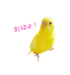 うちのインコさんと友だち（個別スタンプ：13）