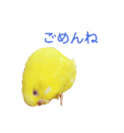 うちのインコさんと友だち（個別スタンプ：14）