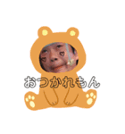 さくらんぼ会長（個別スタンプ：2）