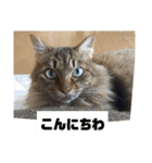 ねこのティナさんスタンプ①（個別スタンプ：2）