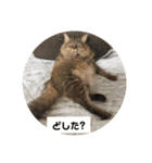ねこのティナさんスタンプ①（個別スタンプ：4）