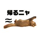 ねこのティナさんスタンプ①（個別スタンプ：6）