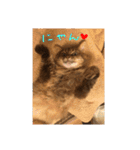 ねこのティナさんスタンプ①（個別スタンプ：7）