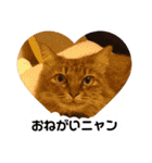 ねこのティナさんスタンプ①（個別スタンプ：8）
