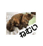 ねこのティナさんスタンプ①（個別スタンプ：11）