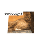 ねこのティナさんスタンプ①（個別スタンプ：12）