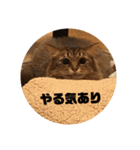 ねこのティナさんスタンプ①（個別スタンプ：14）