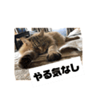 ねこのティナさんスタンプ①（個別スタンプ：15）