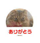 ねこのティナさんスタンプ①（個別スタンプ：17）
