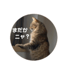 ねこのティナさんスタンプ①（個別スタンプ：18）