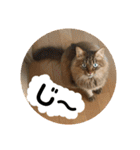 ねこのティナさんスタンプ①（個別スタンプ：19）