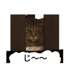 ねこのティナさんスタンプ①（個別スタンプ：20）