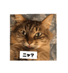 ねこのティナさんスタンプ①（個別スタンプ：21）