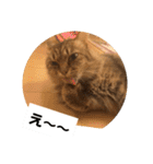 ねこのティナさんスタンプ①（個別スタンプ：23）