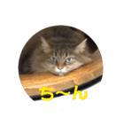 ねこのティナさんスタンプ①（個別スタンプ：24）