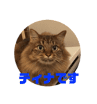 ねこのティナさんスタンプ①（個別スタンプ：26）