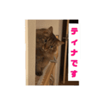 ねこのティナさんスタンプ①（個別スタンプ：27）