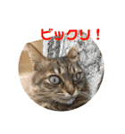 ねこのティナさんスタンプ①（個別スタンプ：28）