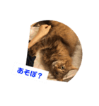 ねこのティナさんスタンプ①（個別スタンプ：29）