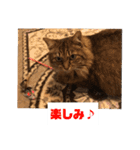 ねこのティナさんスタンプ①（個別スタンプ：34）
