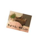 ねこのティナさんスタンプ①（個別スタンプ：35）