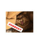 ねこのティナさんスタンプ①（個別スタンプ：36）