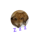 ssssstampsssss1（個別スタンプ：1）