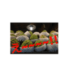 ssssstampsssss1（個別スタンプ：16）