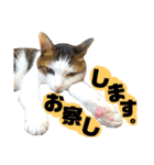 猫舌にゃんず5ちょっとだけ敬語（個別スタンプ：1）