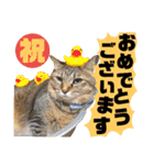 猫舌にゃんず5ちょっとだけ敬語（個別スタンプ：2）