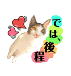 猫舌にゃんず5ちょっとだけ敬語（個別スタンプ：3）