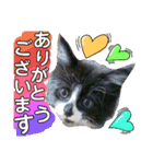 猫舌にゃんず5ちょっとだけ敬語（個別スタンプ：4）
