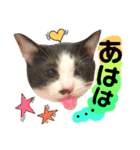猫舌にゃんず5ちょっとだけ敬語（個別スタンプ：5）