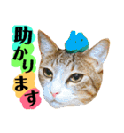 猫舌にゃんず5ちょっとだけ敬語（個別スタンプ：6）