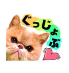 猫舌にゃんず5ちょっとだけ敬語（個別スタンプ：7）