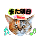 猫舌にゃんず5ちょっとだけ敬語（個別スタンプ：9）