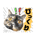 猫舌にゃんず5ちょっとだけ敬語（個別スタンプ：10）