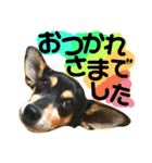 猫舌にゃんず5ちょっとだけ敬語（個別スタンプ：12）