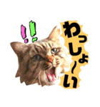 猫舌にゃんず5ちょっとだけ敬語（個別スタンプ：15）