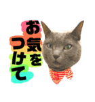 猫舌にゃんず5ちょっとだけ敬語（個別スタンプ：16）