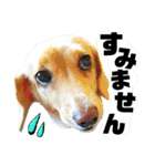 猫舌にゃんず5ちょっとだけ敬語（個別スタンプ：17）